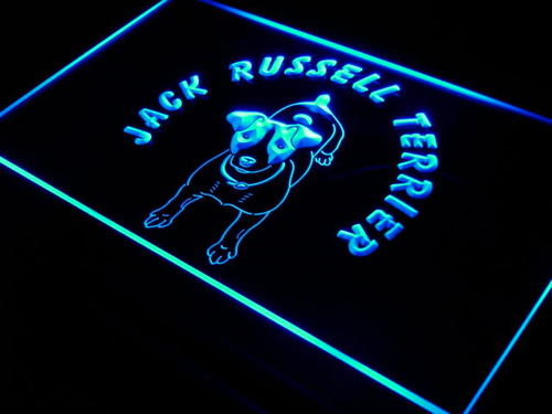 Jack Russell Terrier Dog Pet